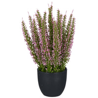 Barbara, Lyng, Rosa i potte-Barbara-Minlillebutik.dk