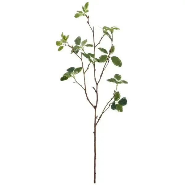 Barbara, Pittosporum gren, Grøn H 60 cm-Barbara-Minlillebutik.dk