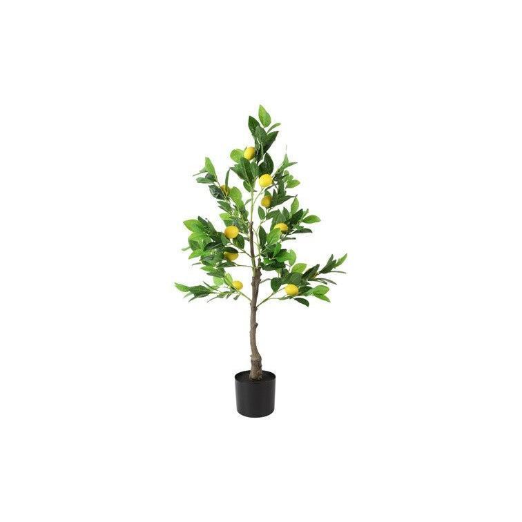 Barbara, Citrontræ i potte-Barbara-Minlillebutik.dk