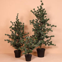 Barbara, Cedertræ, støvet grå i potte, 79 cm-Barbara-Minlillebutik.dk