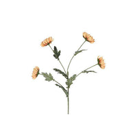 Barbara, Chrysanthemum, Karmel, H 83 cm-Barbara-Minlillebutik.dk