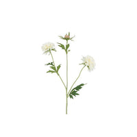 Barbara, Scabiosa, Hvid H 72 cm-Barbara-Minlillebutik.dk