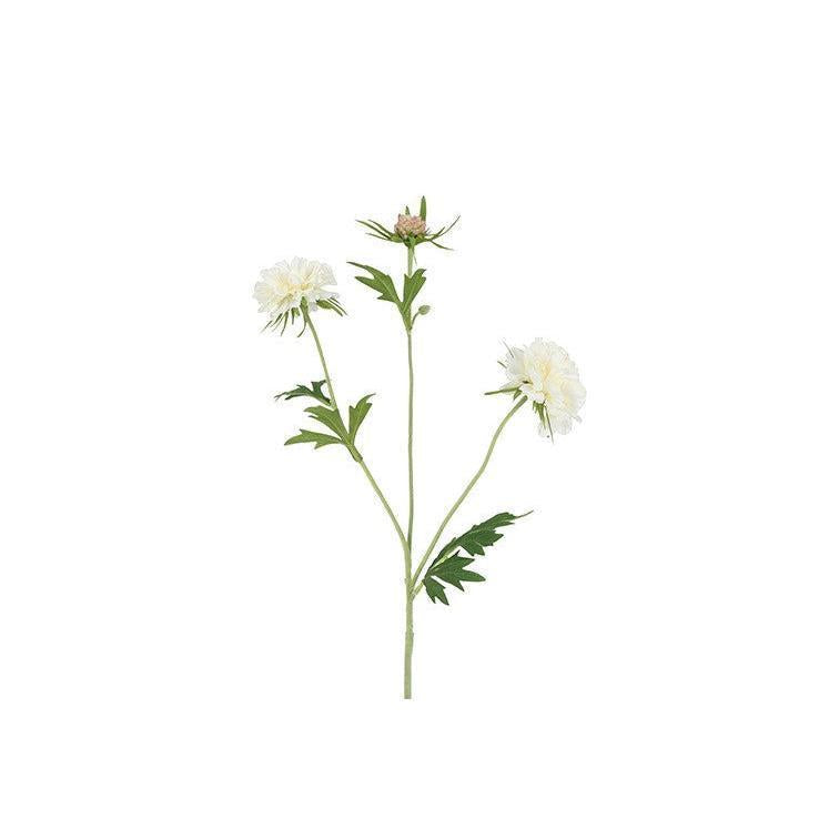 Barbara, Scabiosa, Hvid H 72 cm-Barbara-Minlillebutik.dk
