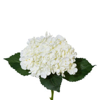 Barbara, Hortensia, Hvid, h 53 cm-Barbara-Minlillebutik.dk