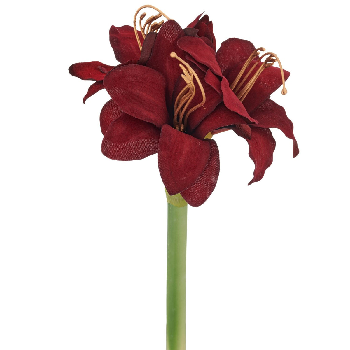 Barbara, Amaryllis Bordeaux h 31 cm