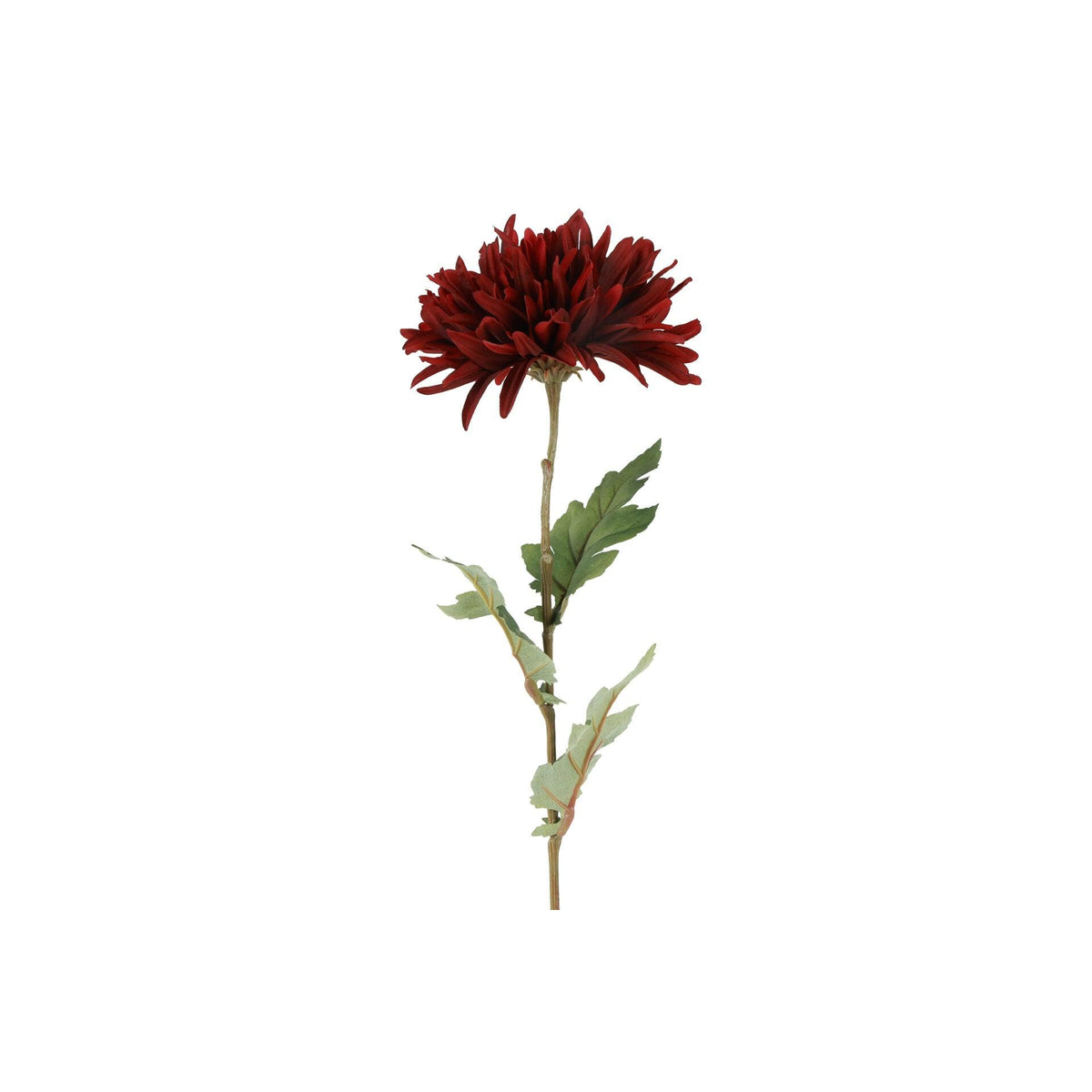 Barbara, Chrysanthemum bordeaux h 68 cm