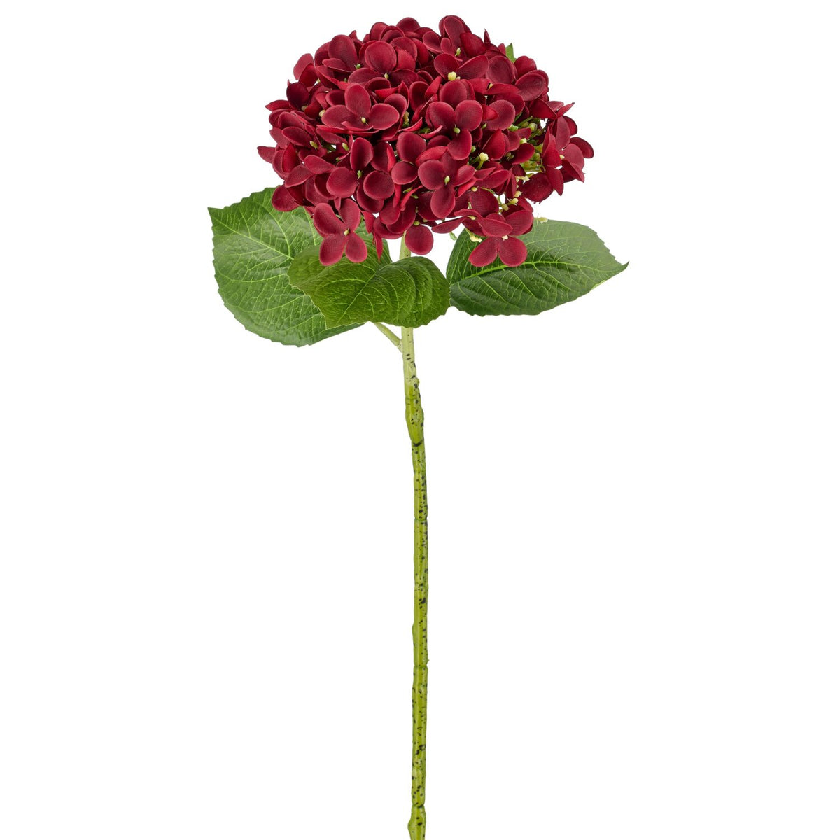 Barbara, Hortensia bordeaux h 60 cm