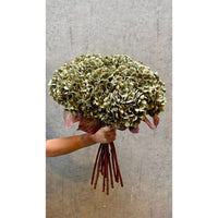 Barbara, Hortensia, Grøn, H70 cm-Barbara-Minlillebutik.dk