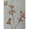 Barbara, Eupatorium, Beige, H81 cm-Barbara-Minlillebutik.dk