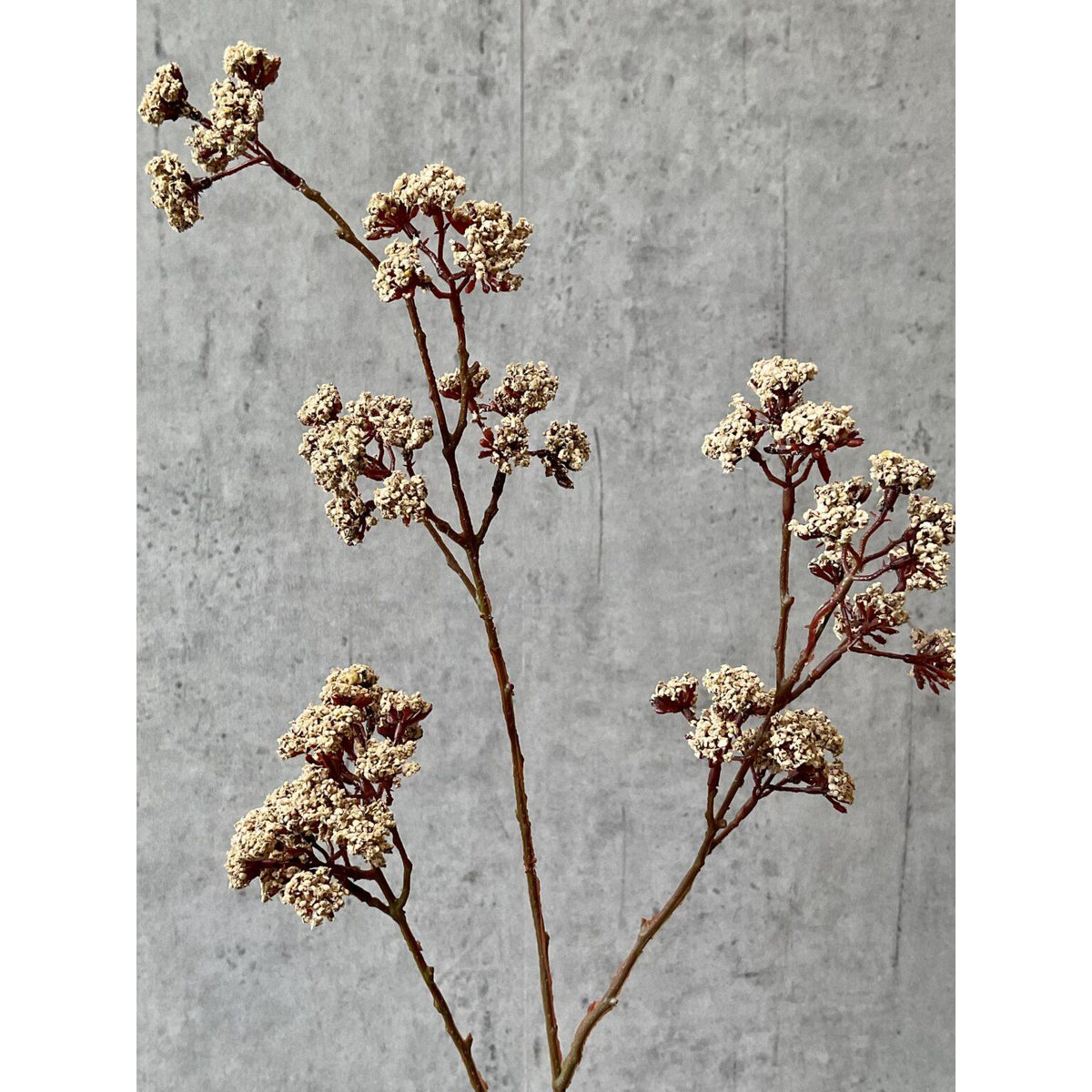 Barbara, Eupatorium, Beige, H81 cm-Barbara-Minlillebutik.dk