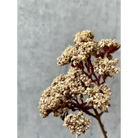Barbara, Eupatorium, Beige, H81 cm-Barbara-Minlillebutik.dk