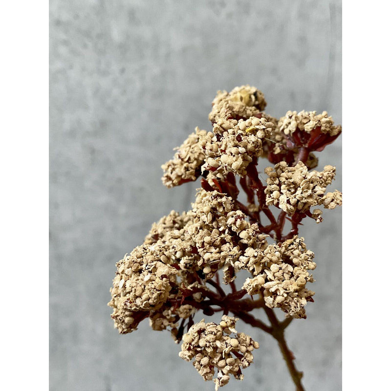 Barbara, Eupatorium, Beige, H81 cm-Barbara-Minlillebutik.dk
