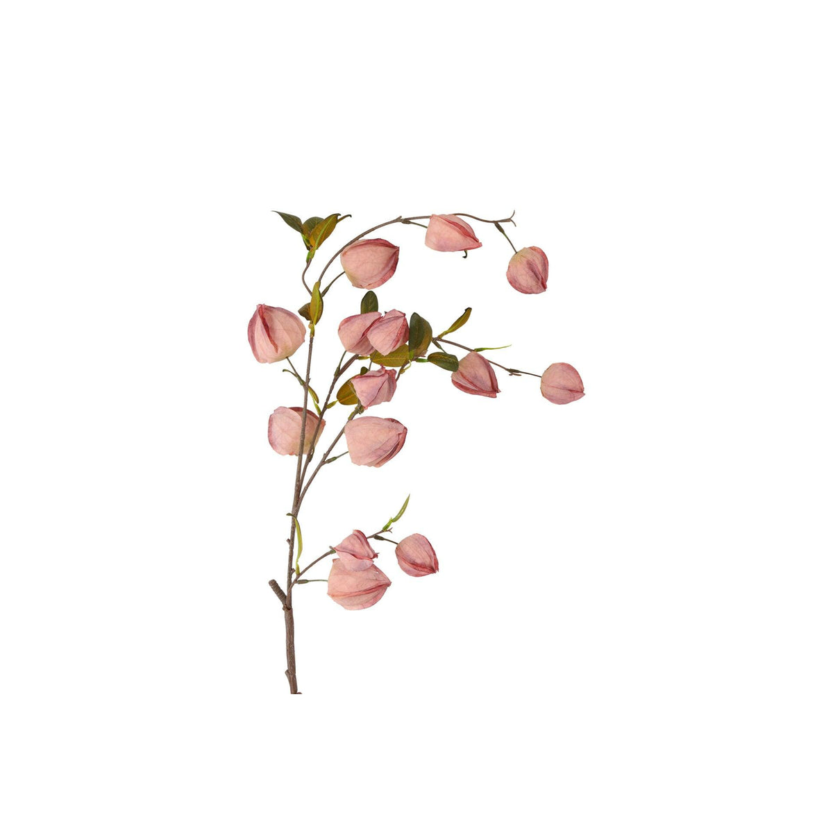 Barbara, Physalis lys rosa h 94 cm