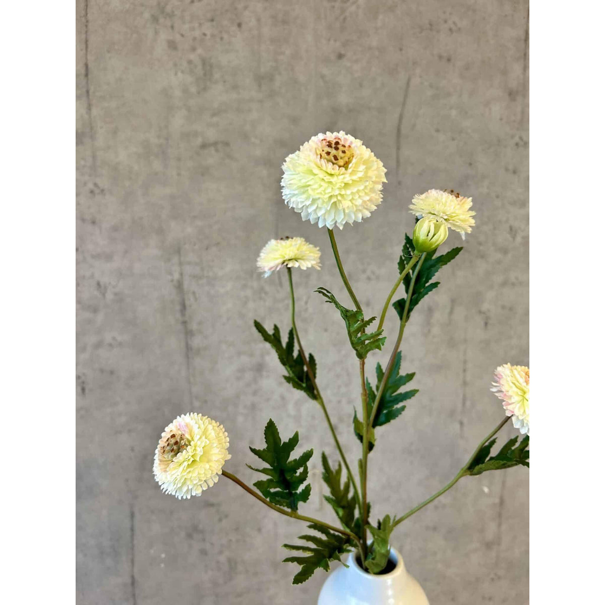 Barbara, Helichrysum, Hvid H 68 cm-Barbara-Minlillebutik.dk