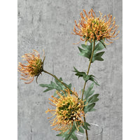 Barbara, Protea, Orange, H 71 cm-Barbara-Minlillebutik.dk