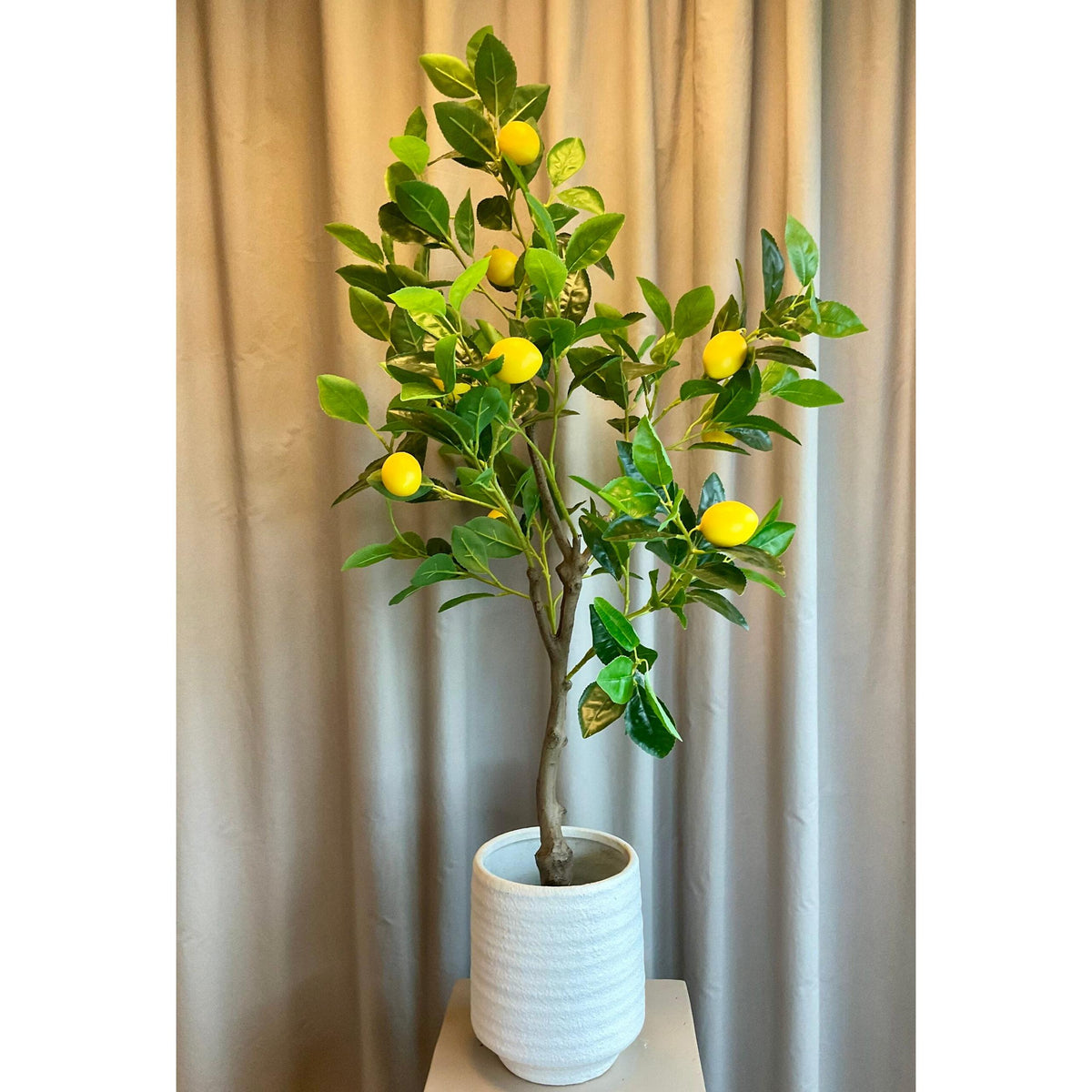 Barbara, Citrontræ i potte-Barbara-Minlillebutik.dk