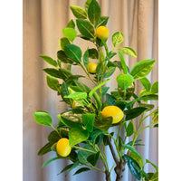 Barbara, Citrontræ i potte-Barbara-Minlillebutik.dk