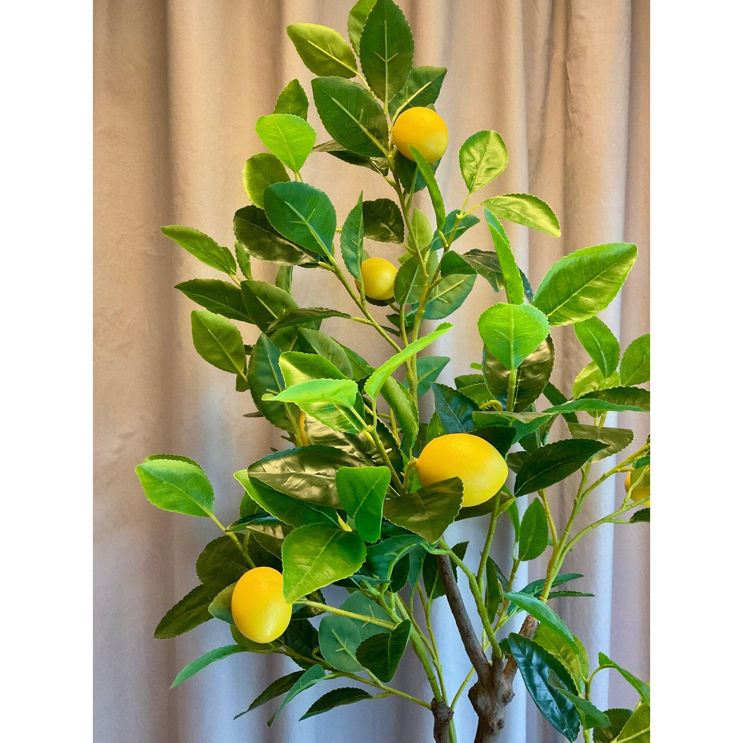 Barbara, Citrontræ i potte-Barbara-Minlillebutik.dk