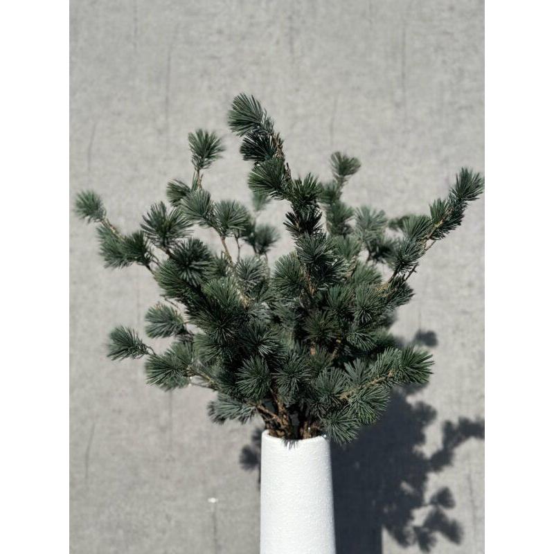 Barbara, Ceder gran, støvet grå, 78 cm-Barbara-Minlillebutik.dk