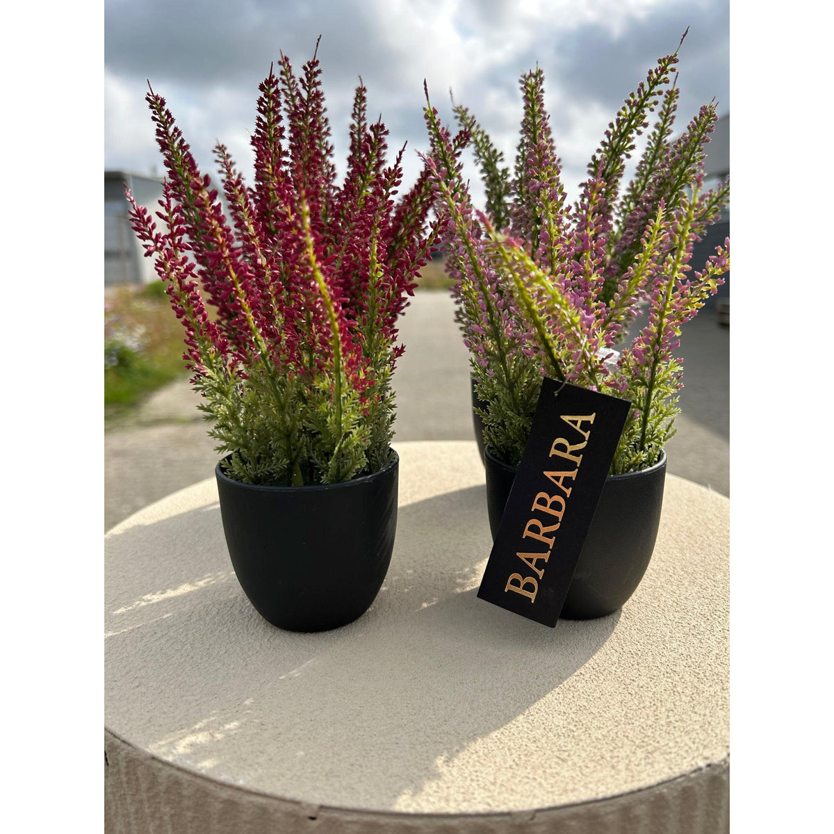 Barbara, Lyng, Rosa i potte-Barbara-Minlillebutik.dk