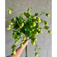 Barbara, Humle, Grøn, H 77 cm-Barbara-Minlillebutik.dk